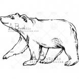 Stamp - Polar bear